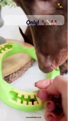 PetBuds Circle Teething Toy – Ultimate Relief for Your Pup! 🐶