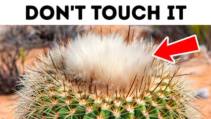 If This Appears in the Desert, Don’t Get Closer!