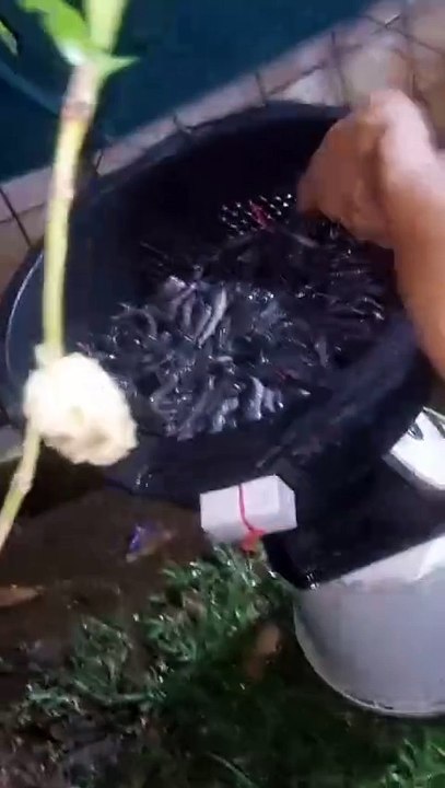 Sampling BIBIT LELE ukuran 5-7cm (Sampling Timbang)