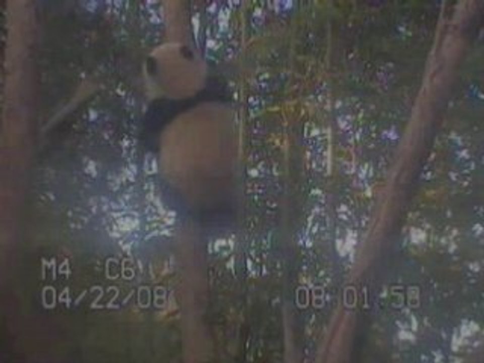 4/22/08~Zhen Climbing & Charming~4.47min