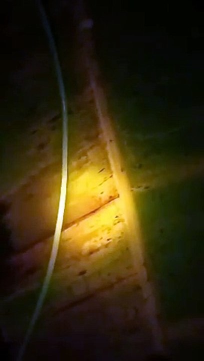 Cek larva lele umur 4 hari dari menetas, Ternyata mereka kedinginan