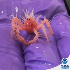 El cangrejo bebé más pequeño del mundo muestra su ternura en un video viral con más de 10 millones de vistas