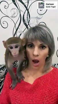 Singe vs filtre araignée... tellement drôle