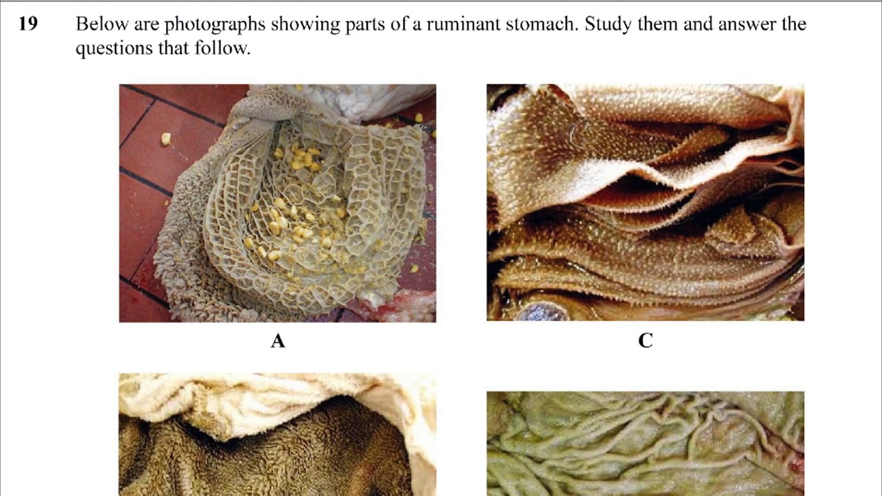 Agriculture questions and answers #KCSE 2013 paper 2 revision #gardening #agritec