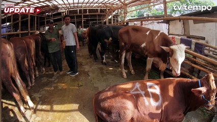 Peternak Minta Impor 2 Juta Sapi Tidak Merugikan Pengusaha