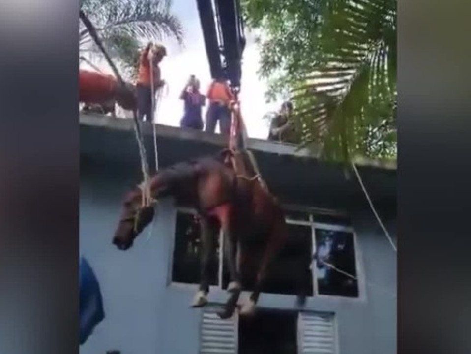 Pferd steckt auf dem Dach fest: Feuerwehr setzt Kran ein