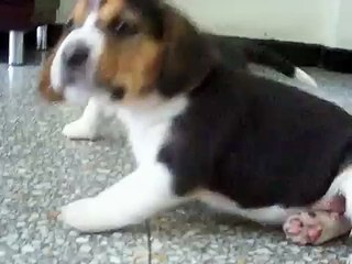 Dog mom ends beagle puppies fight
