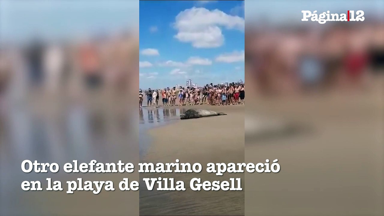 Otro elefante marino apareció en la playa de Villa Gesell