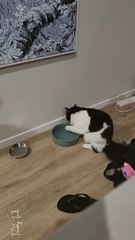 Is mine broken or short a brain cell or two