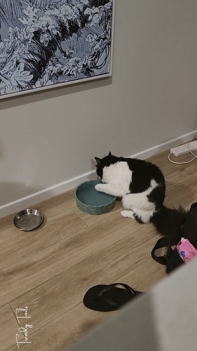 Is mine broken or short a brain cell or two