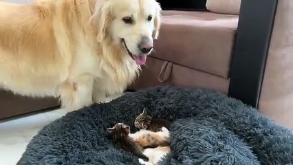 Golden Retriever Reacts to Tiny Kittens in his Bed (1)