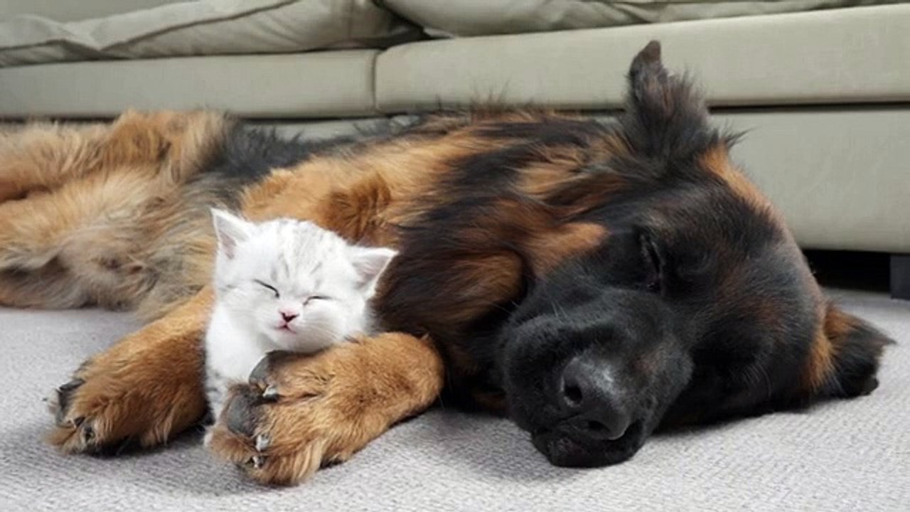 German Shepherd Meets Kitten For The First Time | His Reaction Will Melt Your HeartGerman Shepherd Meets Kitten For The First Time | His Reaction Will Melt Your Heart