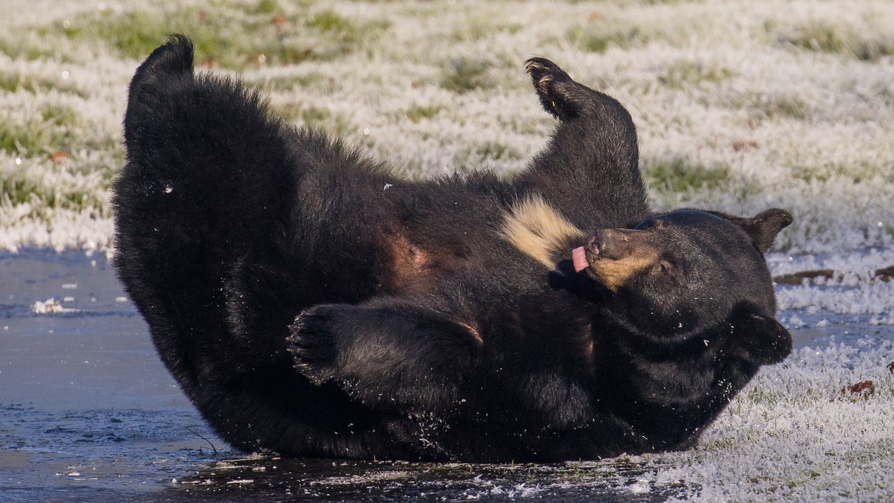 Bear mum and cubs spotted "ice skating" on frozen lake