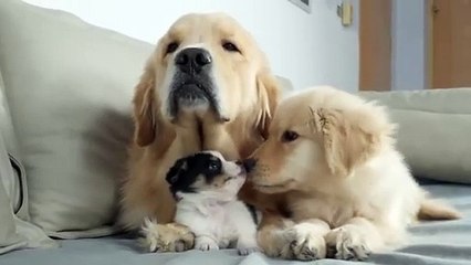 Golden Retriever Dad Introduces Son to New Puppy