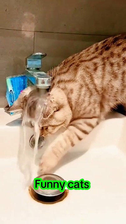 Funny Cat