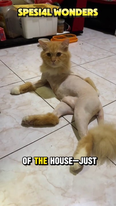 Shaved Simba: The Fluffless King
