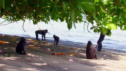 Wild Indonesia - Episode 3 - Land of Dragons