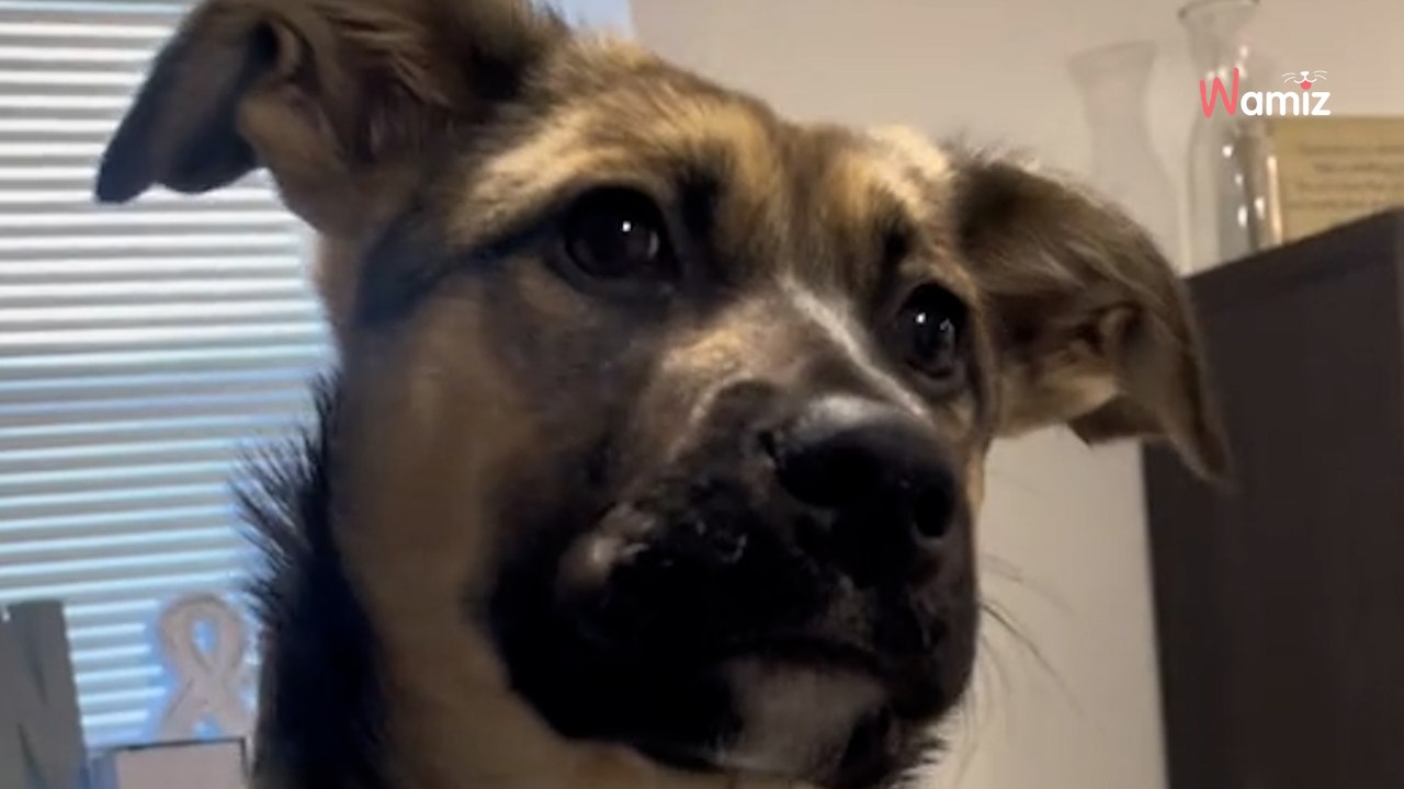 Una familia compra un cachorro con patas enormes y se sorprende por su tamaño 4 meses después (Vídeo)