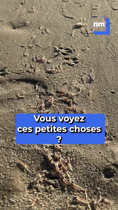 "En 47 ans, je n'ai jamais vu ça" : des milliers de larves de crevettes échouées sur une plage de Juan-les-Pins
