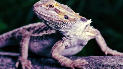 Perfect for viewers who adore heartwarming and cut