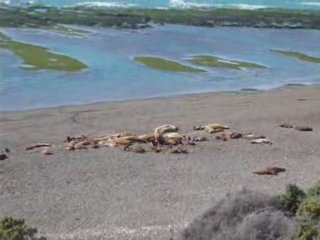 Lou de mer de Puerto Madryn