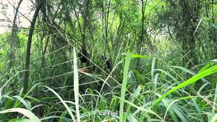 La herencia de Sarah   Miniserie Dominicana completa