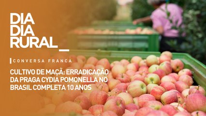 Cultivo de maça: erradicação da praga Cydia pomonella no Brasil completa 10 anos