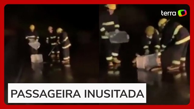 Avião interrompe decolagem após cobra atravessar pista em aeroporto no Mato Grosso