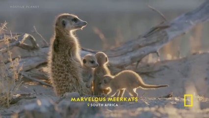 7 Minutes of The Cutest Baby Animals You_ve Ever Seen _ Nat Geo