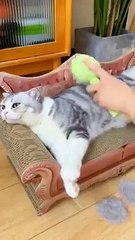 https://technoant.co/products/sunflower-shape-pet-comb-cat-comb?ref=TechnoAnt_