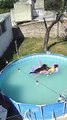 Woman and Her Dog Chill Out in Inflatable Pool