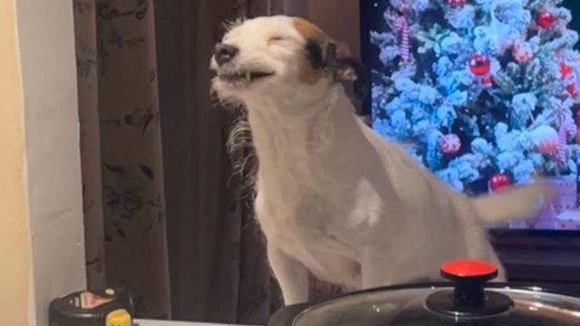 Dog smiles and wags her tail while sitting by the kitchen counter