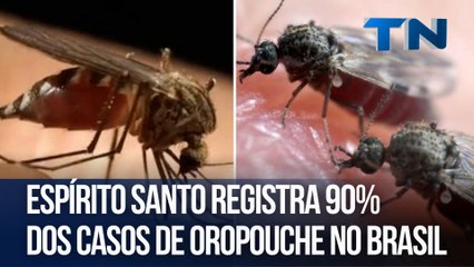 Espírito Santo registra 90% dos casos de Oropouche no Brasil