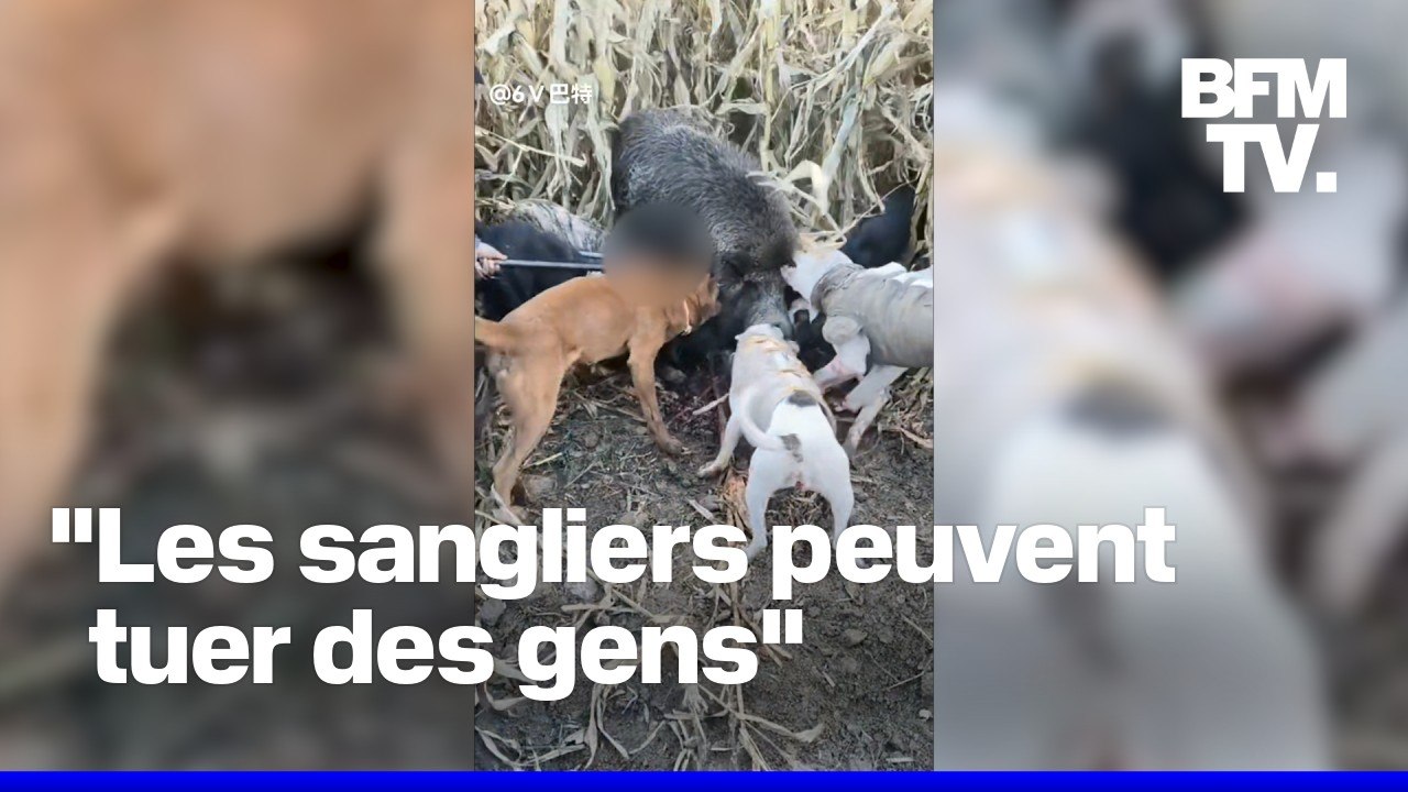 En Chine, les chasseurs de sangliers cartonnent sur les réseaux sociaux