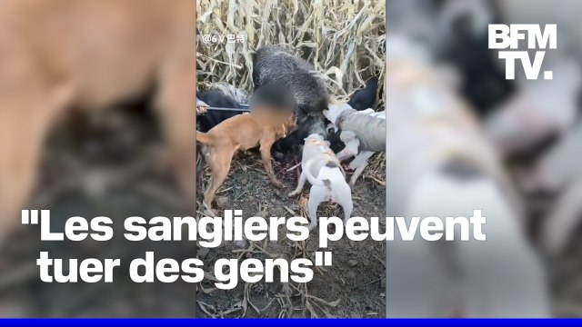 En Chine, les chasseurs de sangliers cartonnent sur les réseaux sociaux