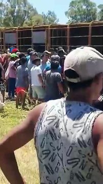 Volcó un camión con vacas