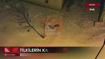 Erzurum'da tilkilerin bahçedeki kar eğlencesi görüntülendi