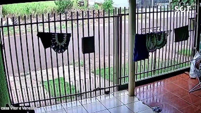 Polícia Civil prende homem por violência contra animal em Cascavel