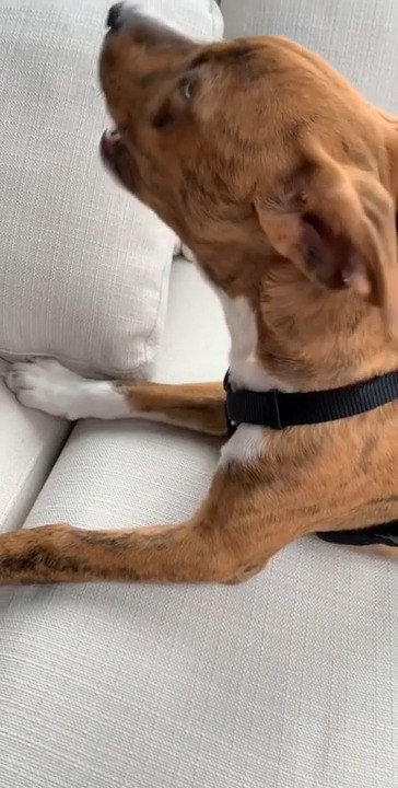 Dog Says I Love You