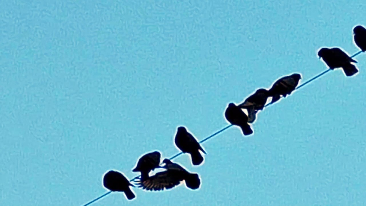 straight all over (vor einem zerfransten Klangteppich voller zerfahrener Singzikaden)