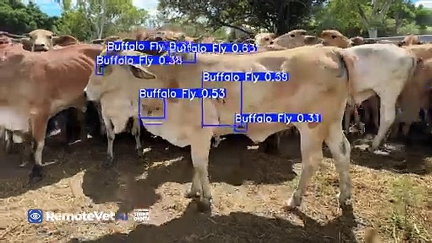 A new cattle app allows producers to conduct emergency disease ID ...
