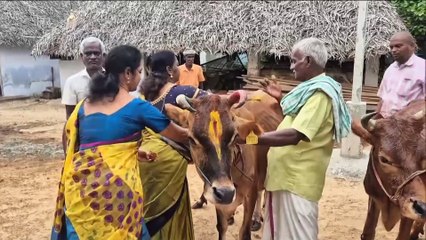 Hn_Ani2_Trichy_On_The_Second_Day_Of_Pongal_Festival_08-00-57