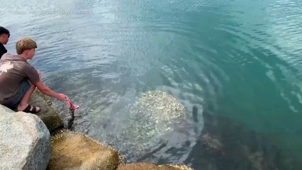 Fishers feed bull sharks near popular swimming beach