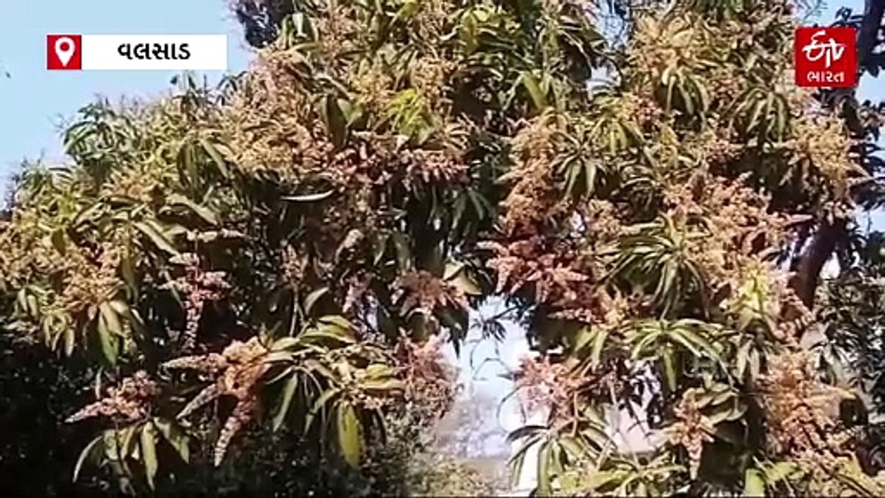 આંબે આવ્યા મબલખ મ્હોર... વલસાડમાં 38 હજાર હેકટર આંબાવાડીમાં મોટી માત્રામાં મોર આવ્યા