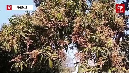 આંબે આવ્યા મબલખ મ્હોર... વલસાડમાં 38 હજાર હેકટર આંબાવાડીમાં મોટી માત્રામાં મોર આવ્યા