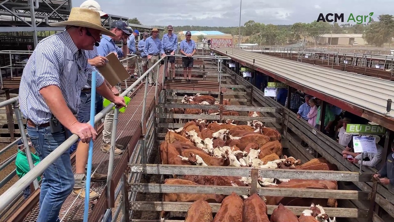 Northern buyers keep solid floor under coloured calf prices at Hamilton