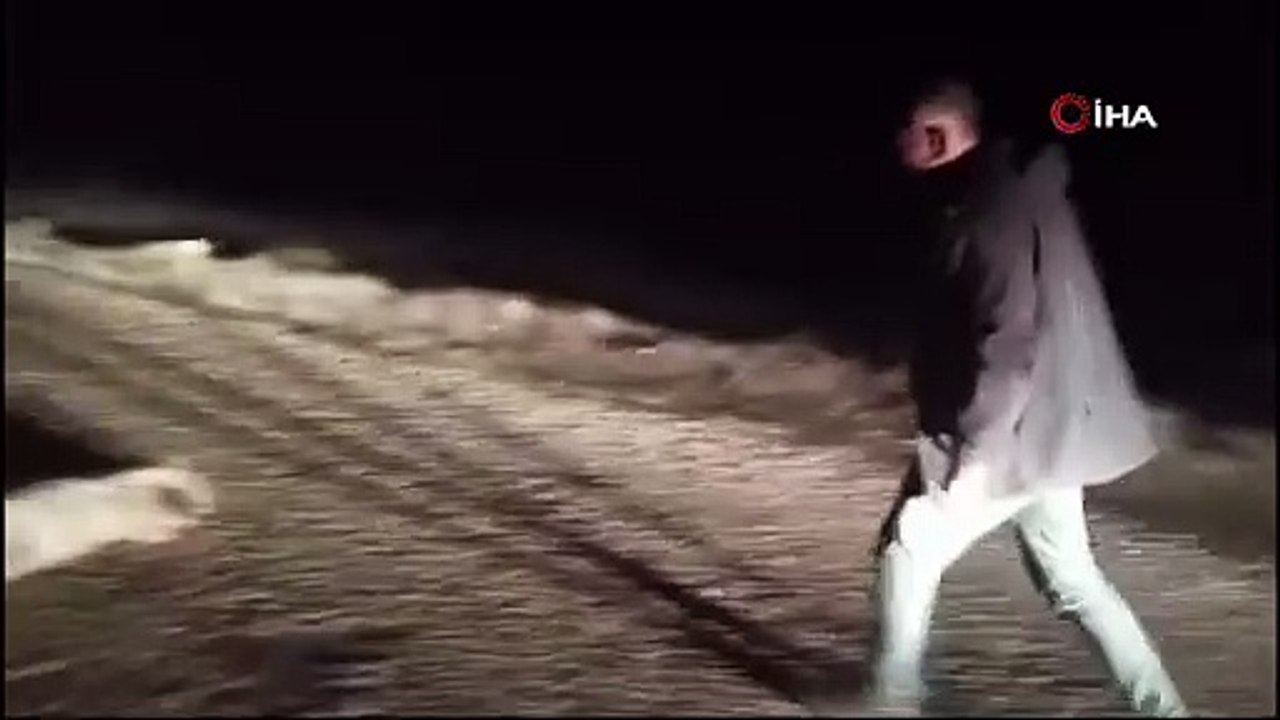 Nesli tükenme tehlikesi altındaki çizgili sırtlan öldü