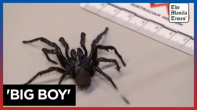 Australian scientists discover larger species of deadly funnel web spiders