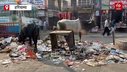 कड़ाके की ठंड के चलते जहां आम लोग प्रभावित है वहीं जानवर भी इसकी चपेट में है