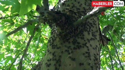 Ordu'da Kahverengi Kokarca ile Mücadelede 200 Bin Nokta İlaçlandı